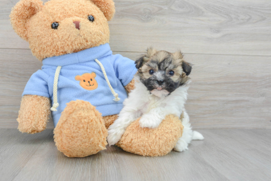 Funny Havanese Purebred Pup