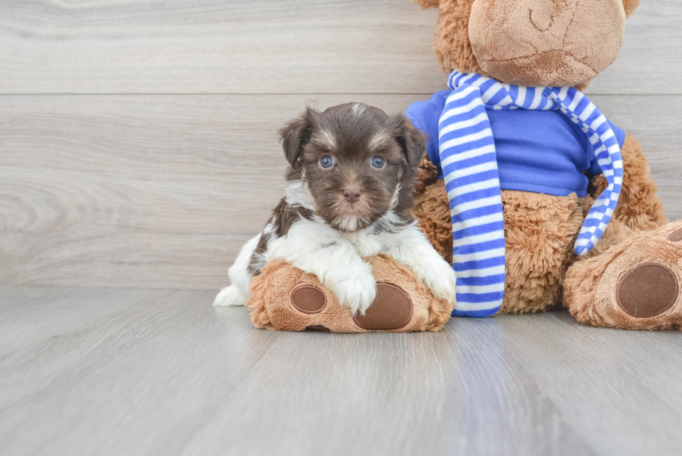 Hypoallergenic Havanese Petunia: 3lb 4oz Purebred Puppy