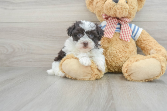 Best Havanese Baby