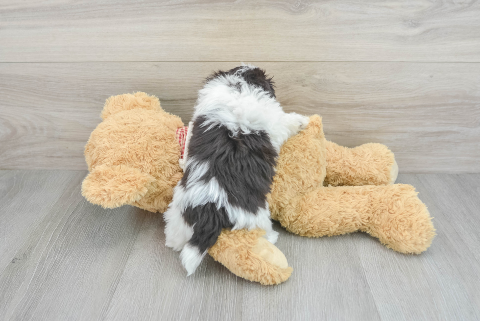 Little Havanese Purebred Pup