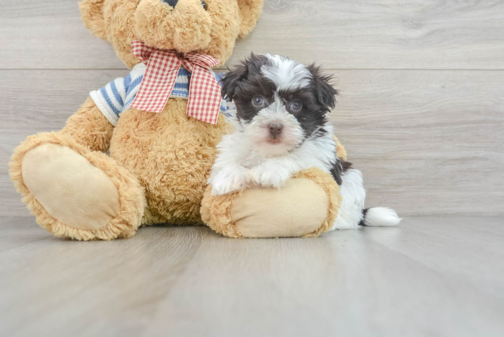 Small Havanese Baby