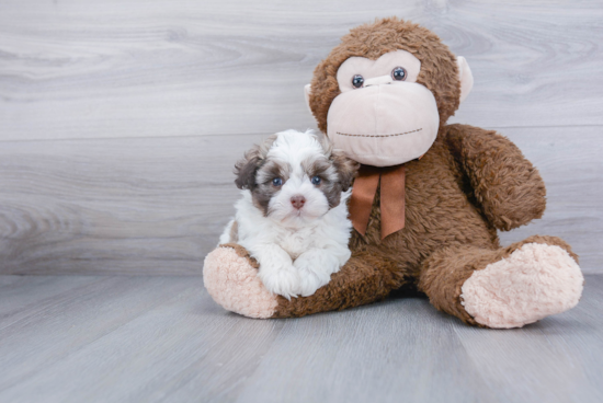 Friendly Havanese Purebred Pup