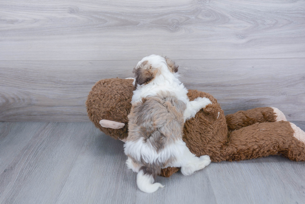 Havanese Pup Being Cute