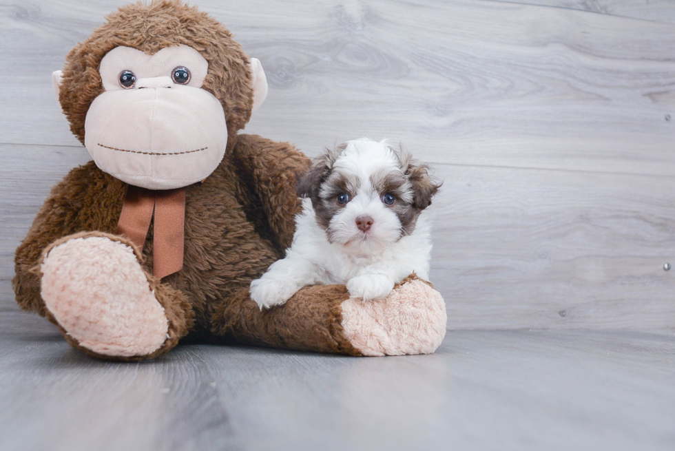 Best Havanese Baby