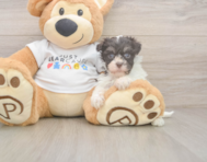 8 week old Havanese Puppy For Sale - Premier Pups