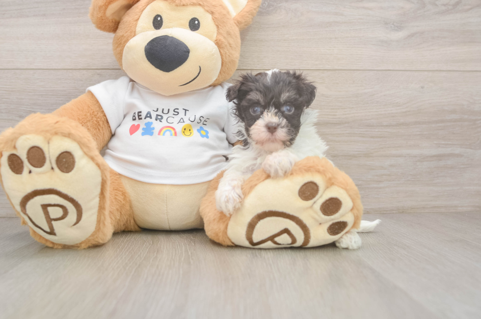 6 week old Havanese Puppy For Sale - Premier Pups