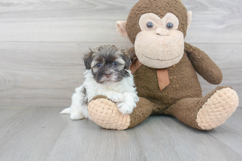 Havanese Pup Being Cute