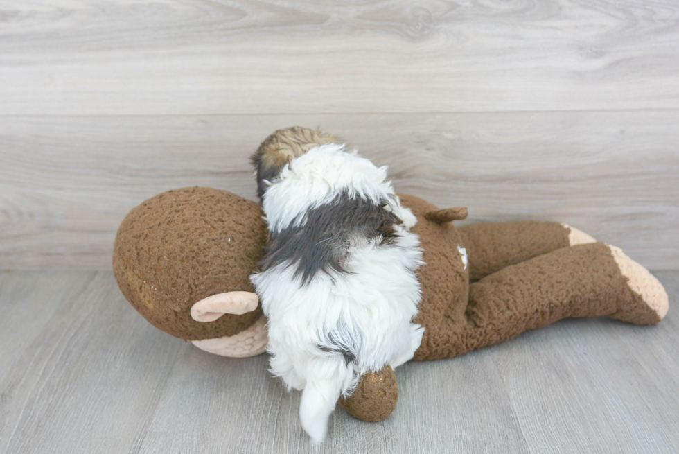 Havanese Pup Being Cute