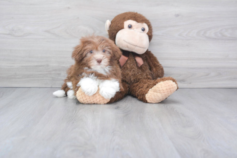 Best Havanese Baby