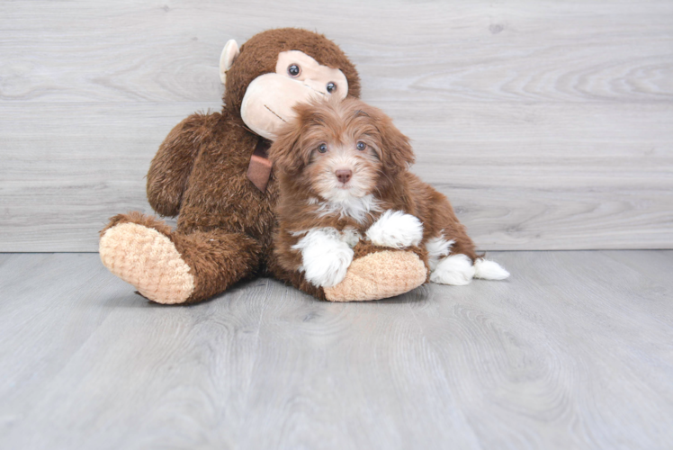 Popular Havanese Baby