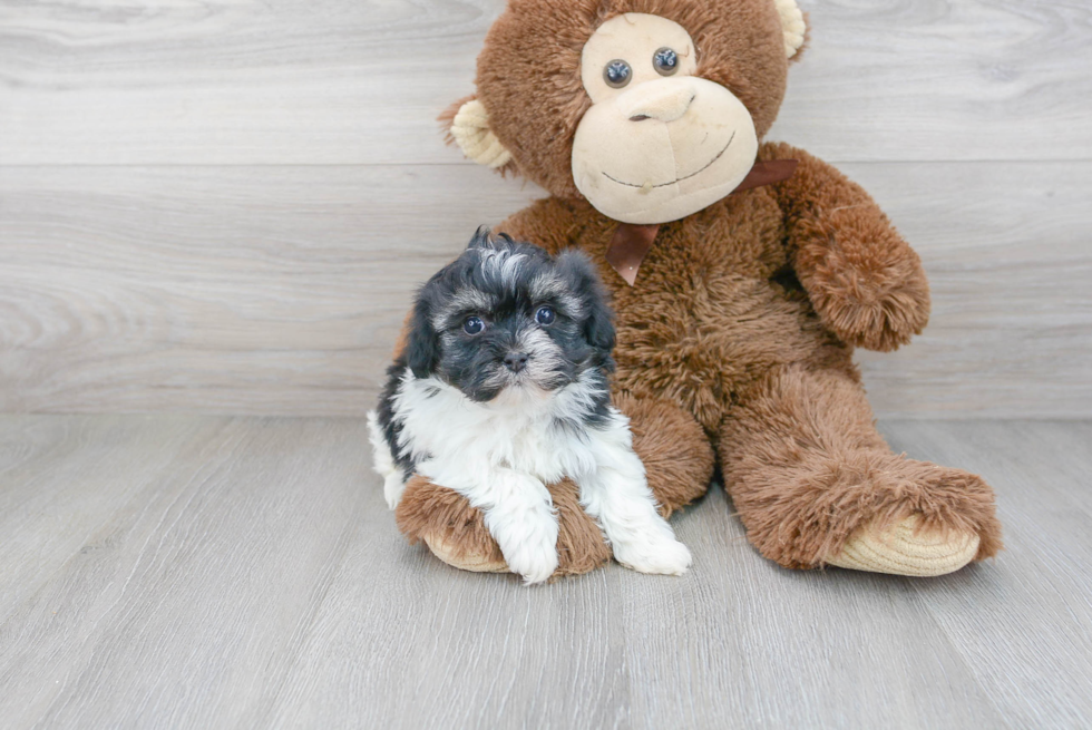 Havanese Pup Being Cute