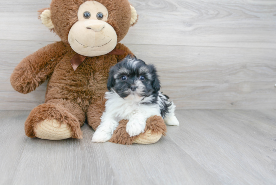 Funny Havanese Purebred Pup