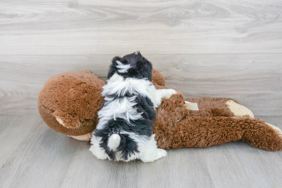 Havanese Puppy for Adoption