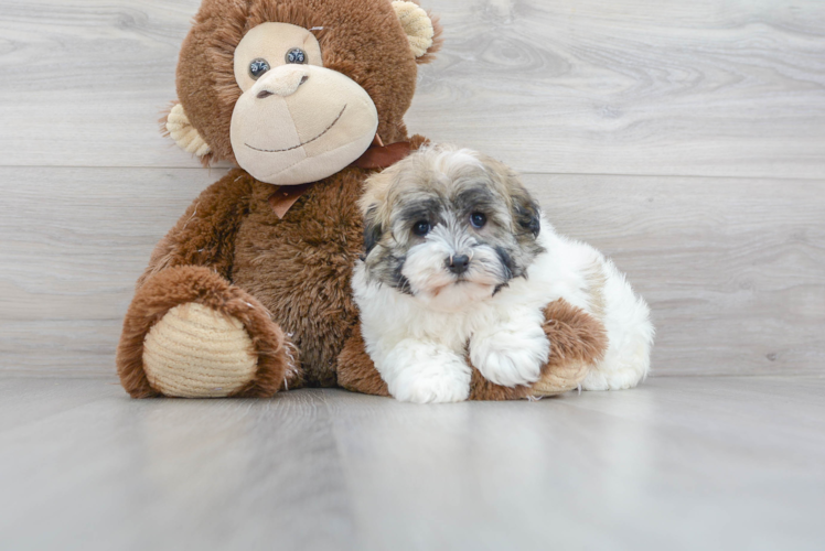 Havanese Puppy for Adoption