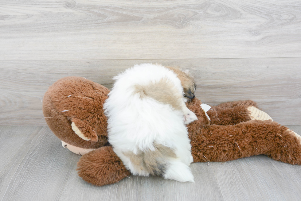 Popular Havanese Purebred Pup