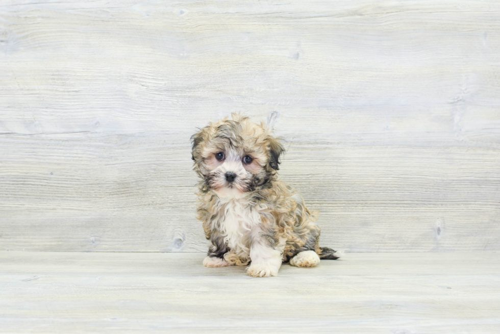 Hypoallergenic Havanese Baby