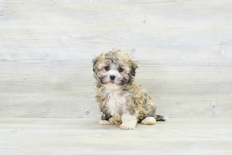 Best Havanese Baby