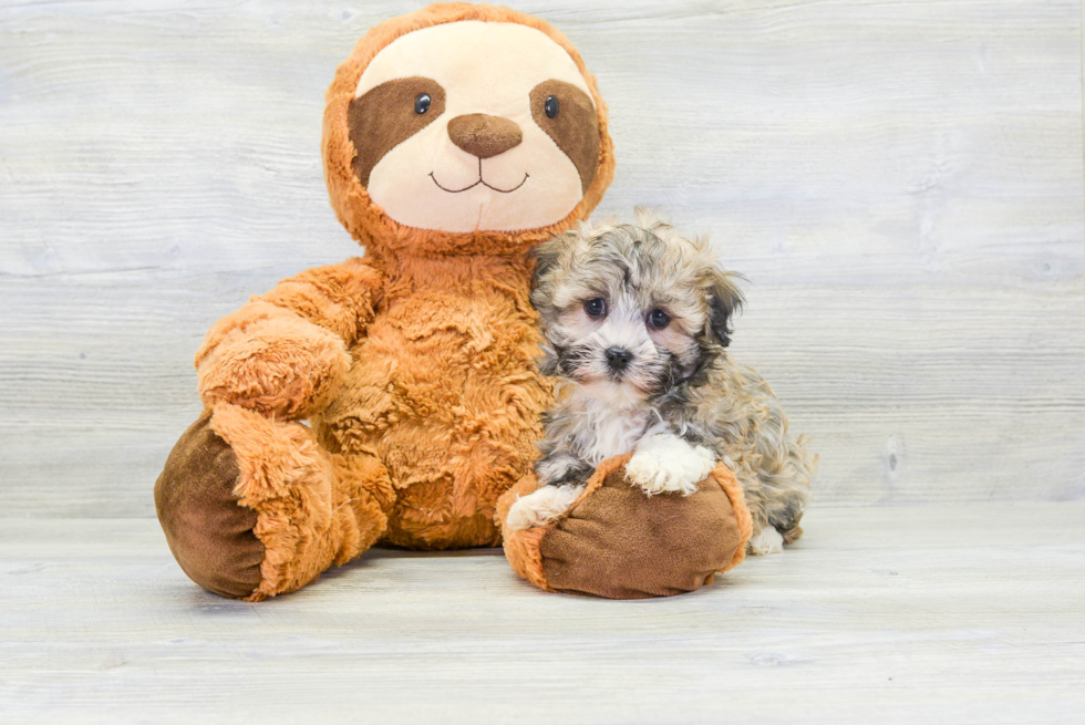 Havanese Pup Being Cute