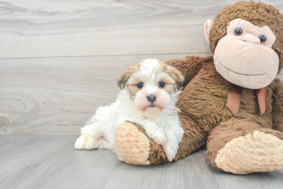 Havanese Pup Being Cute