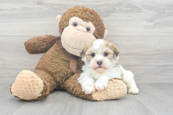 Small Havanese Purebred Pup