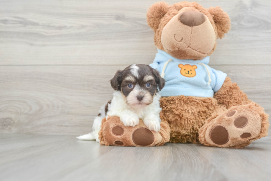 Funny Havanese Baby