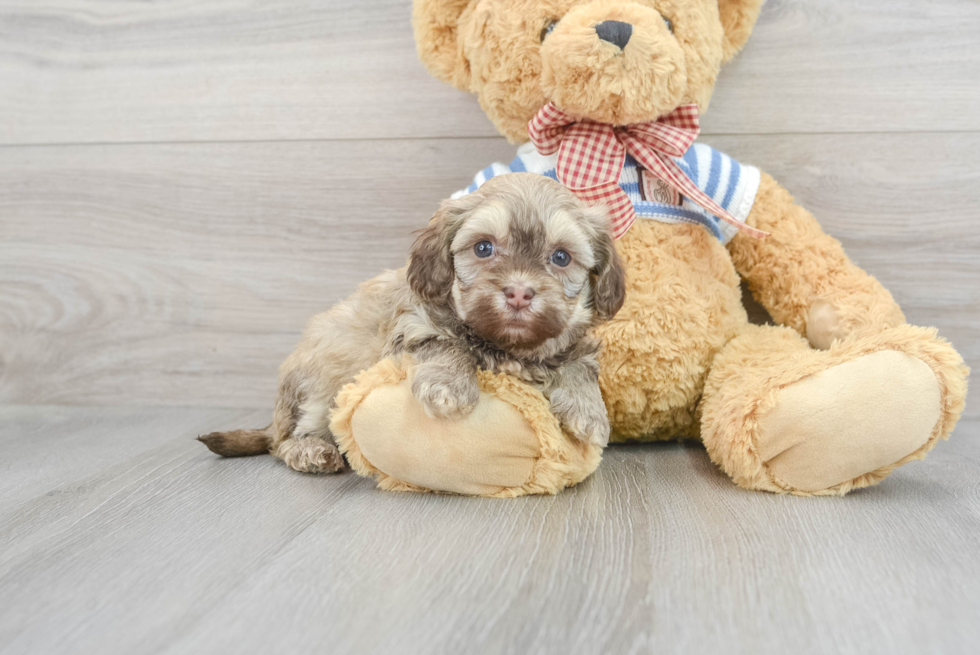 Hypoallergenic Havanese Purebred Pup