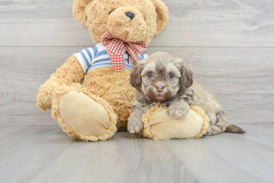 Friendly Havanese Purebred Pup