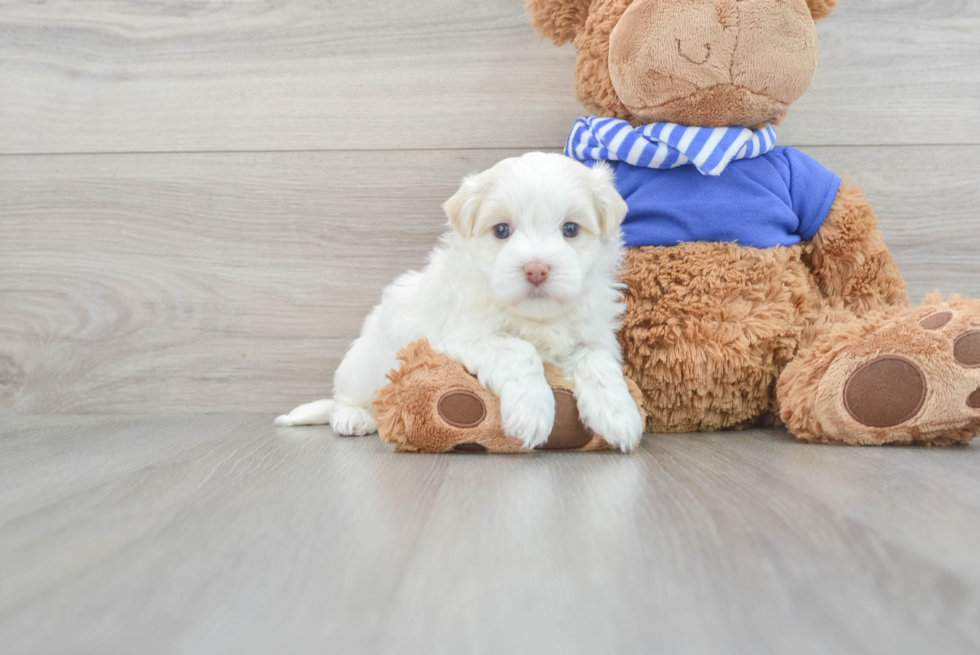 Popular Havanese Baby