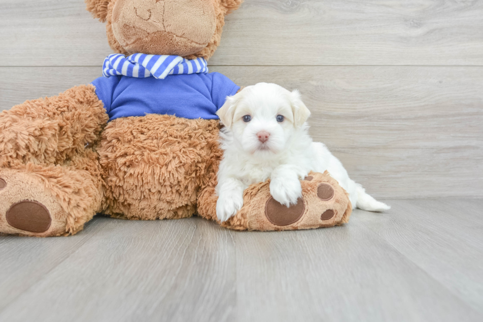 Popular Havanese Baby