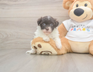 8 week old Havanese Puppy For Sale - Premier Pups