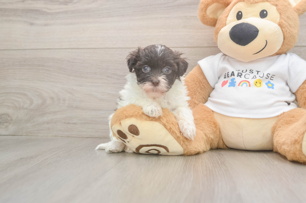 6 week old Havanese Puppy For Sale - Premier Pups