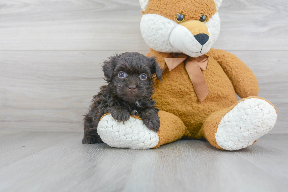 Best Havanese Baby