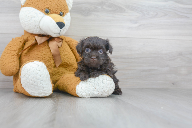 Friendly Havanese Purebred Pup