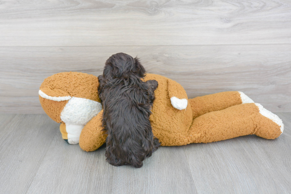 Havanese Pup Being Cute