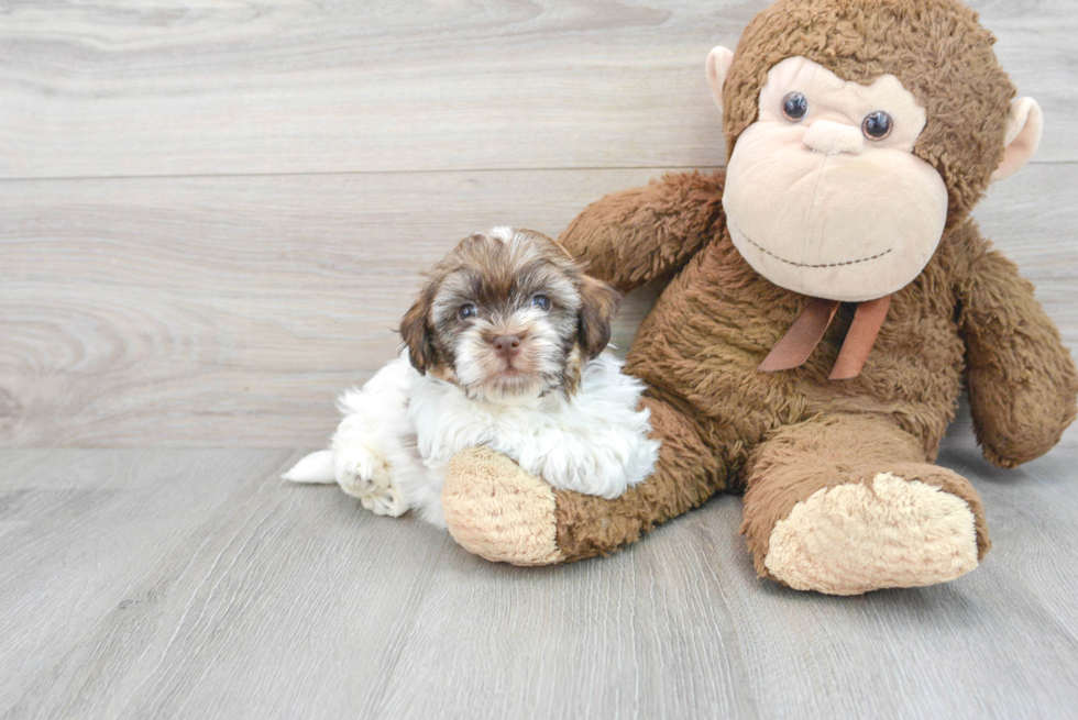 Small Havanese Baby