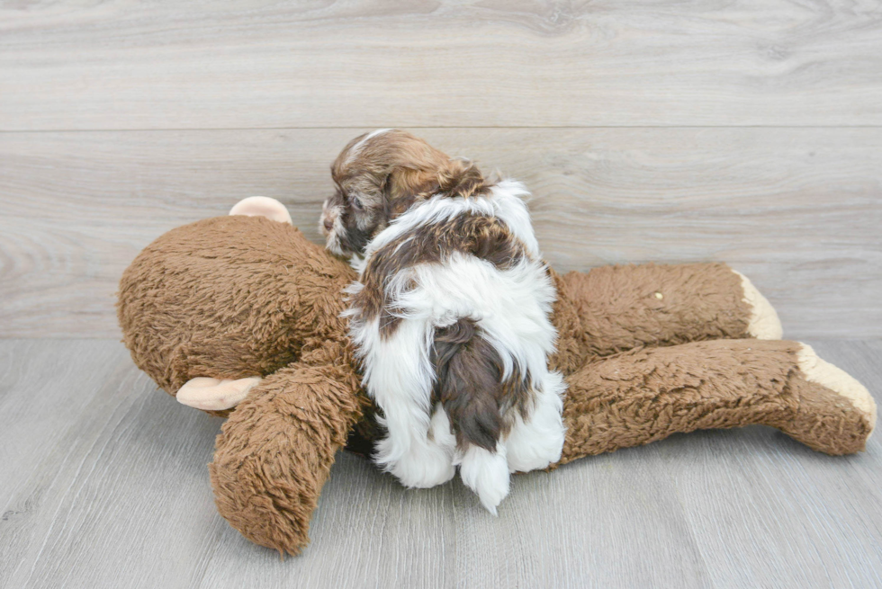 Havanese Pup Being Cute