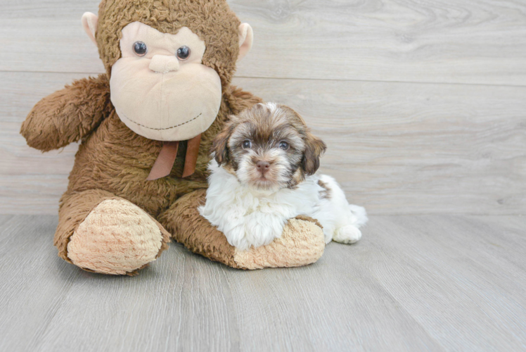 Sweet Havanese Purebred Puppy