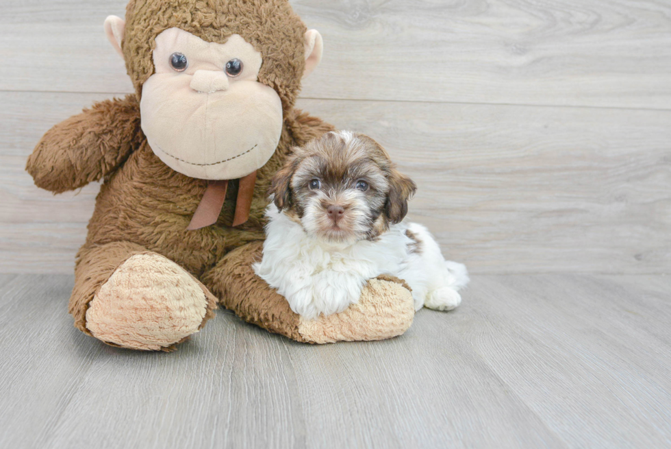 Sweet Havanese Purebred Puppy