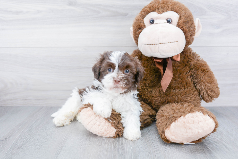 Best Havanese Baby