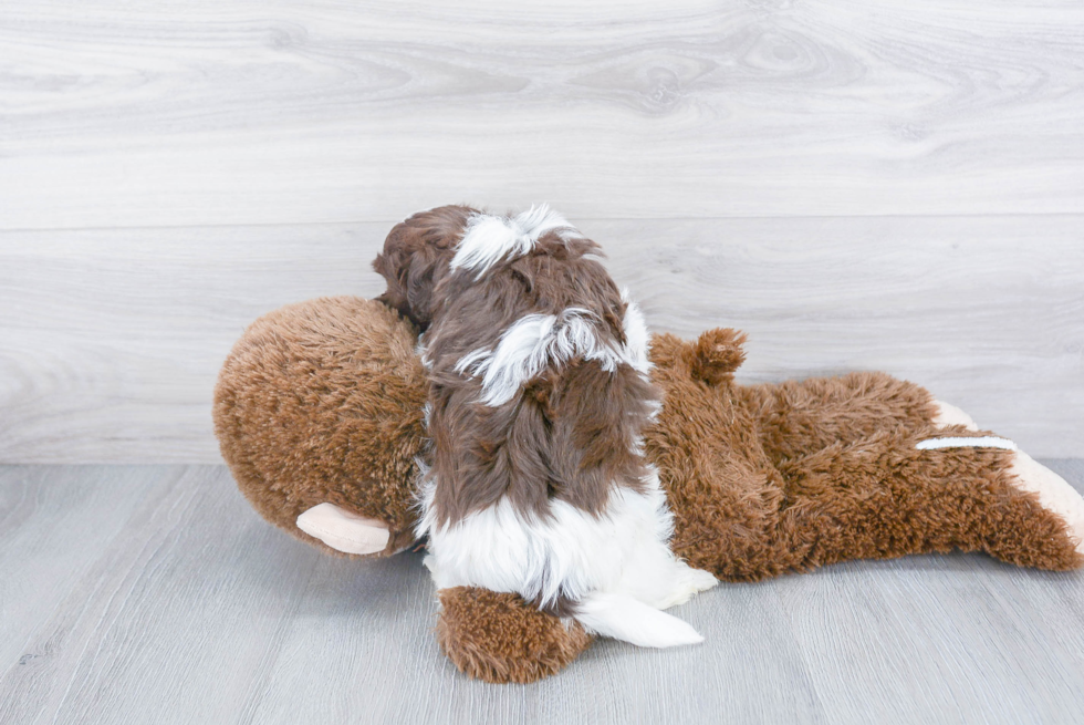 Havanese Pup Being Cute