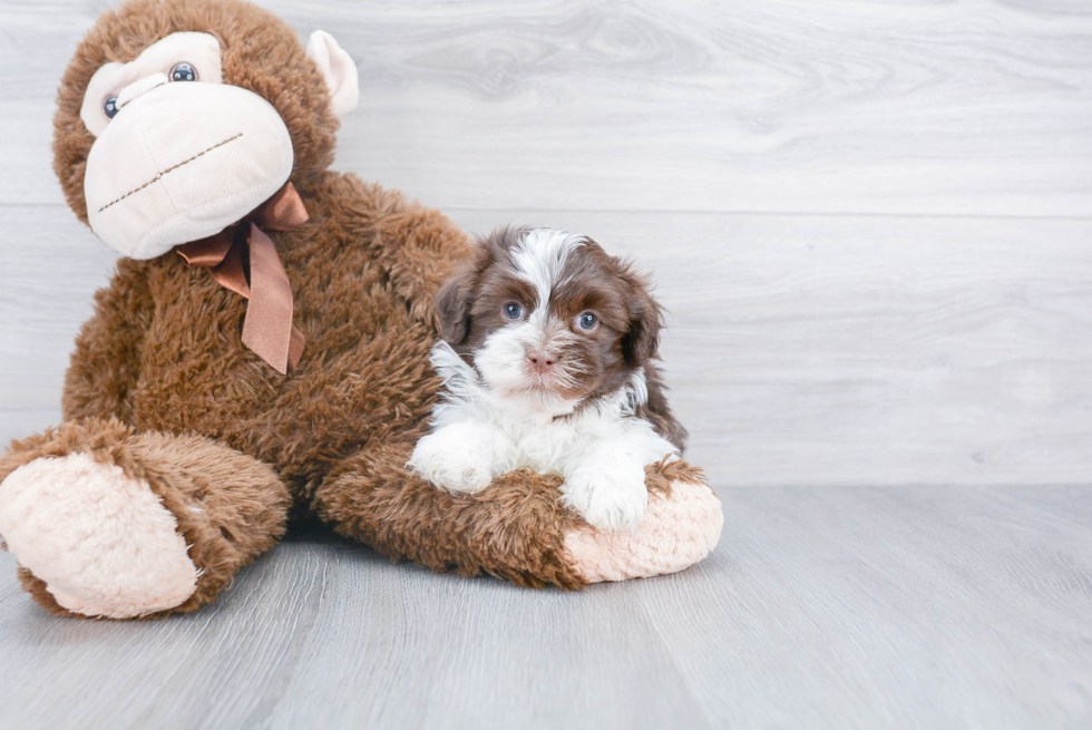 Havanese Pup Being Cute