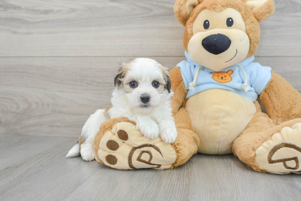 Fluffy Havanese Purebred Puppy