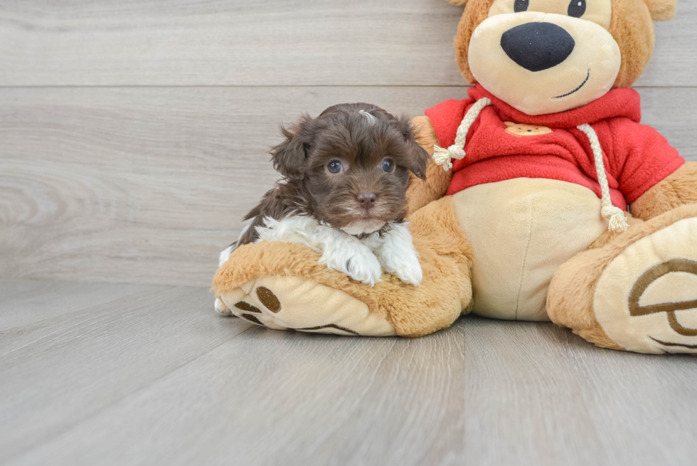 Havanese Puppy for Adoption