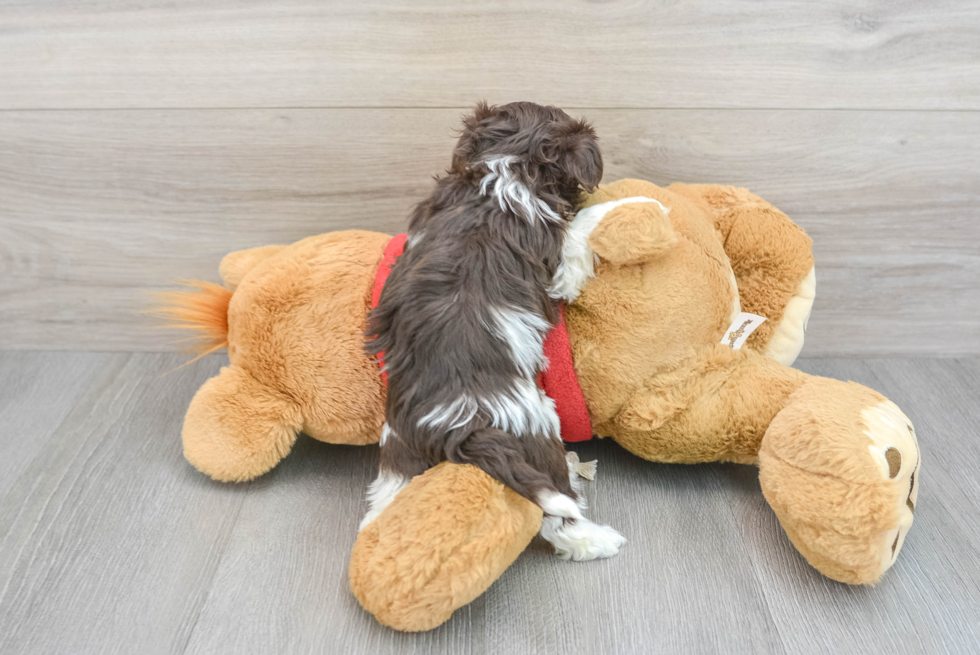 Havanese Puppy for Adoption