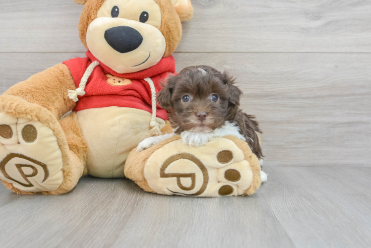 Fluffy Havanese Purebred Puppy