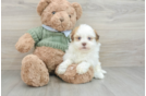 Playful Havanese Baby