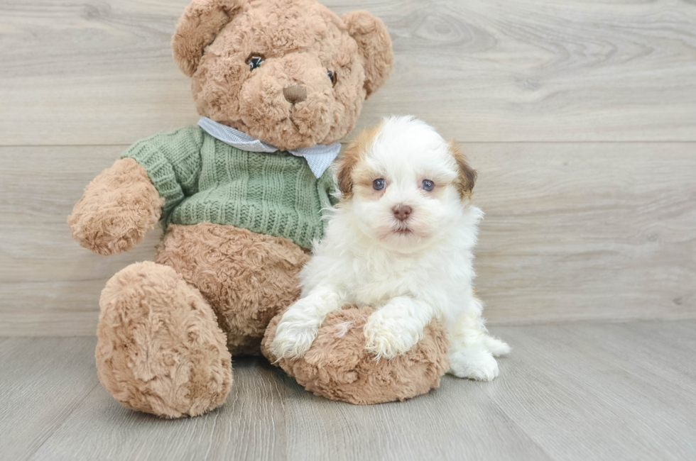 8 week old Havanese Puppy For Sale - Premier Pups