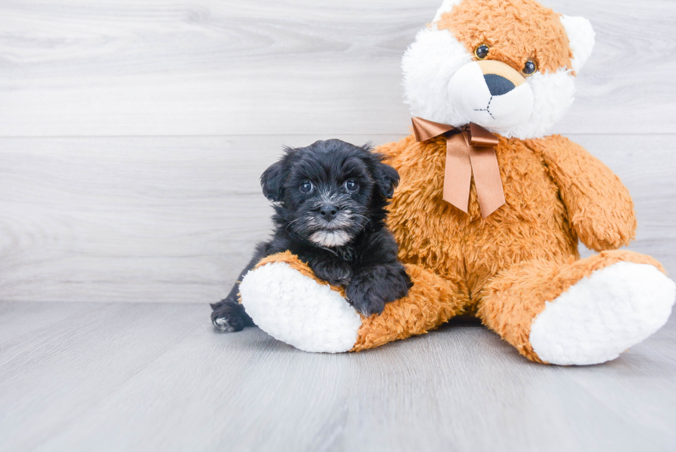 Havanese Pup Being Cute