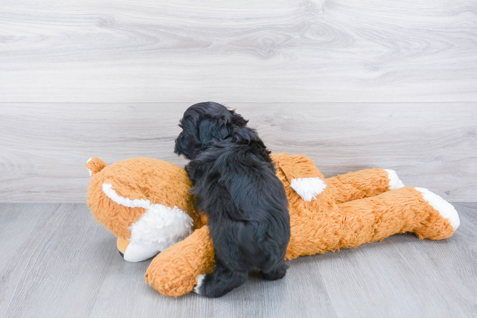 Best Havanese Baby