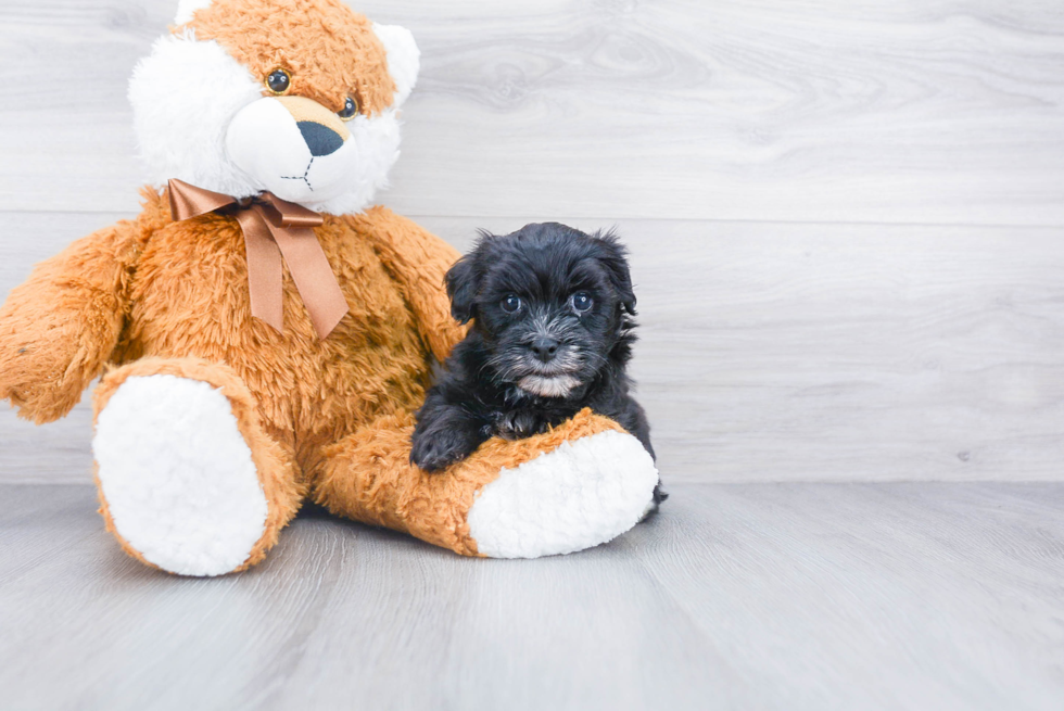 Sweet Havanese Purebred Puppy